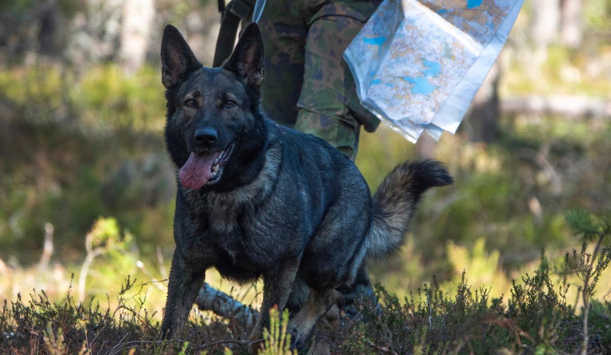 Varusmiessotakoiranohjaaja suorittamassa sotakoiranohjaajan koulutushaarakoetta.