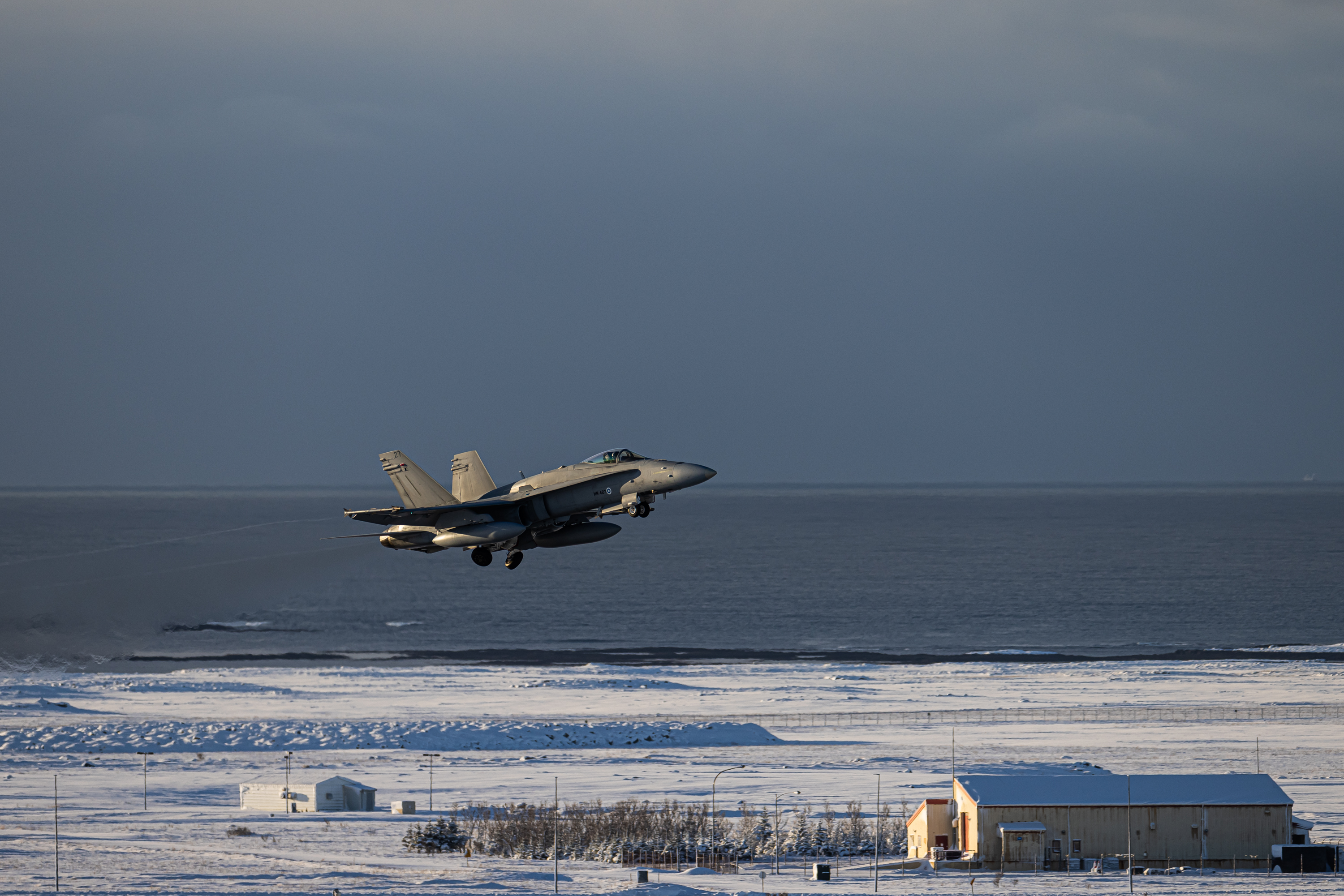 Hornet lähtee lentoon talvisessa maisemassa.